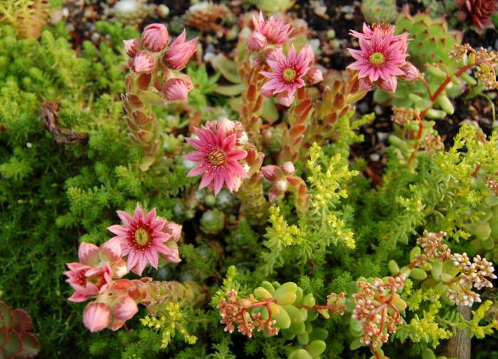 Sempervivum Dachwurz Hauswurz